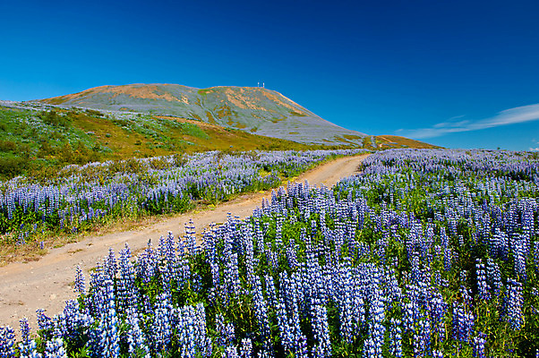 포토 JPG 해외이미지 식물 꽃 도로 백그라운드 꽃무늬 밭 벽지 하늘 산 아이슬란드 풍경 사람없음 야외 초록색 파란색 계곡 보라색 미국 들꽃 벚꽃 제비꽃 언덕 빙하 알프스 강렬 방법 스칸디나비아 많음 해외202004 해외포토 유럽 길 컬러 컨셉 북아메리카 무늬 농업 교통시설 파일형식 이미지허브