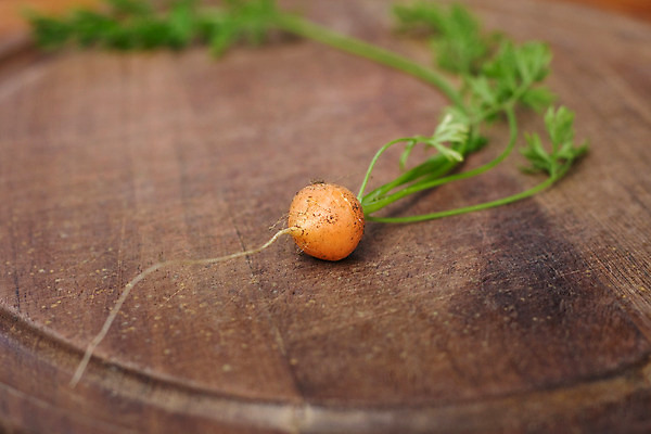 포토 JPG 해외이미지 식물 음식 잎 채소 오렌지 자연 건강 요리 사람없음 목재 초록색 노란색 정원 봄 당근 아기 신선 작음 자르기 향신료 묘사 준비 유기농 날것 뿌리 레시피 내추럴 식용 채식주의자 해외202004 해외포토 나무 웰빙 계절 컬러 과일 재료 모션 뿌리채소 사람 크기 생태계 채식 향미료 파일형식 이미지허브