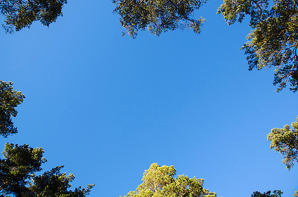 포토 JPG 해외이미지 나무 응시 백그라운드 자연 하늘 프레임 풍경 사람없음 야외 초록색 파란색 햇빛 우주 환경 맑음 나뭇가지 소나무 정상 숲 큼 상승 각도 상록수 해외202004 해외포토 식물 시선 컬러 컨셉 날씨 태양 크기 생태계 파일형식 이미지허브