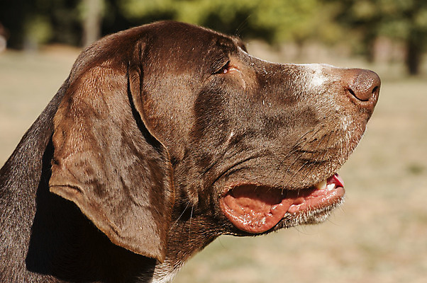 포토 JPG 해외이미지 동물 사람없음 옆모습 반려동물 갈색 머리 개 손목시계 묘사 귀 해외202004 해외포토 뷰포인트 시계 컬러 장신구 포유류 신체부위 파일형식 이미지허브