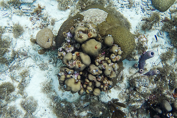 포토 JPG 해외이미지 나무 동물 야생동물 바다 크리스마스 사람없음 여름 바닷속 수중 산호 벌레 다이빙 해외202004 해외포토 식물 계절 기념일 곤충 수영 자포동물 수중스포츠 파일형식 이미지허브