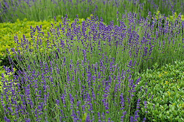 포토 JPG 해외이미지 식물 꽃 백그라운드 밭 재료 자연 사람없음 여름 약 정원 계곡 보라색 궁전 프랑스 시골 허브 향수 향기 냄새 아로마 향 아로마테라피 라벤더 내추럴 프랑스어 프로방스 해외202004 해외포토 문자 계절 유럽 컬러 고건축 농업 의학 화장품 생태계 테라피 파일형식 이미지허브