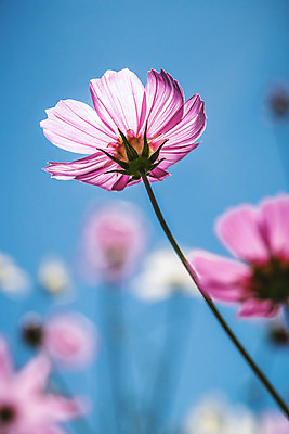 포토 JPG 해외이미지 나무 식물 공원 꽃잎 꽃 분홍색 잎 겨울 꽃무늬 자연 하늘 사람없음 야외 장식 여름 파란색 컬러풀 태양 농장 정원 봄 벚꽃 나뭇가지 신선 투명 개화 달콤 코스모스 강렬 해외202004 해외포토 자연요소 계절 공공시설 컬러 무늬 농업 맛 생태계 파일형식 이미지허브