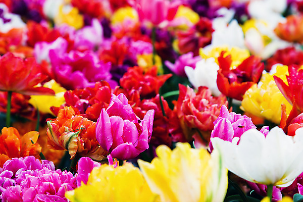 포토 JPG 해외이미지 식물 계절 공원 꽃잎 꽃 분홍색 꽃다발 백그라운드 잎 꽃무늬 자연 벽지 휴가 발렌타인데이 선물 사랑 사람없음 장식 빨간색 초록색 여름 컬러풀 노란색 정원 보라색 봄 활발 벚꽃 신선 4월 5월 네덜란드 원예 내추럴 해외202004 해외포토 공공시설 감정 유럽 컬러 컨셉 무늬 데이이벤트 취미 날짜 생태계 파일형식 이미지허브