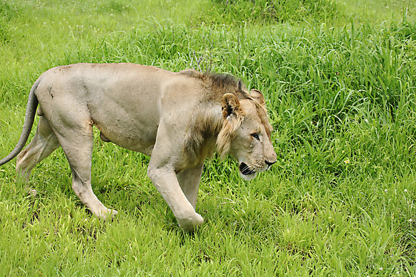 포토 JPG 해외이미지 동물 공원 얼굴 야생동물 새끼 백그라운드 포유류 아프리카 자연 사람없음 야외 환경 고양이 힘 황무지 위험 사자 큼 왕 사파리 리더 육식동물 갈기 사냥꾼 멸종 케냐 사자자리 동쪽 내추럴 마사이족 세렝게티 웅장함 전국 해외202004 해외포토 직업 공공시설 나라 컨셉 신체부위 반려동물 별자리 크기 방향 생태계 파일형식 이미지허브