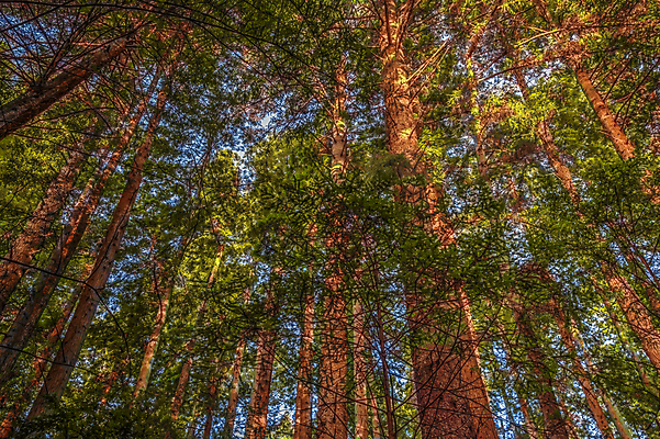 포토 JPG 해외이미지 나무 공원 여행 백그라운드 자연 하늘 풍경 사람없음 야외 목재 초록색 빛 햇빛 환경 습기 촉촉함 덮개 숲 큼 캘리포니아 나무껍질 거인 내추럴 양치류 옛날 해외202004 해외포토 식물 공공시설 컬러 재료 태양 미국 젖음 뚜껑 껍질 크기 생태계 파일형식 이미지허브