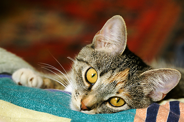 포토 JPG 해외이미지 동물 응시 얼굴 포즈 포유류 자연 수염 털 사람없음 반려동물 노란색 고양이 줄무늬 회색 관찰 기다림 황금 눈동자 코 노려봄 우울증 해외202004 해외포토 시선 컬러 무늬 모션 표정 신체부위 눈_신체부위 질병 생태계 파일형식 이미지허브