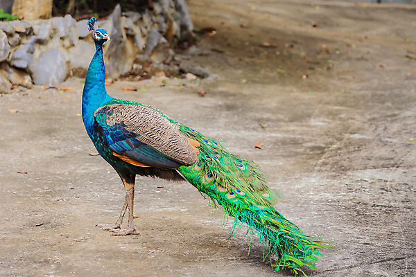 포토 JPG 해외이미지 동물 공원 남자 야생동물 백그라운드 자연 조류 왕관 동물원 사람없음 옆모습 초록색 파란색 머리 걷기 활발 흰색 우아함 공작 깃털 오브젝트 싱글 꼬리 부리 새장 목 해외202004 해외포토 공공시설 뷰포인트 컬러 컨셉 모션 사람 신체부위 생태계 케이지 파일형식 이미지허브