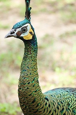 포토 JPG 해외이미지 나무 동물 1 야생동물 백그라운드 잎 오렌지 노래 자연 조류 휴식 종류 앉기 사람없음 야외 빨간색 초록색 여름 파란색 우주 봄 회색 바위 흰색 나뭇가지 공작 묘사 싱글 생물학 서식지 생태학 해외202004 해외포토 식물 계절 교육 음악 컬러 컨셉 과일 모션 돌_바위 생태계 파일형식 이미지허브