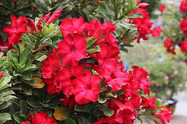 포토 JPG 해외이미지 나무 식물 공원 꽃잎 꽃 분홍색 백그라운드 잎 꽃무늬 동양인 사람없음 장식 빨간색 초록색 여름 빛 컬러풀 정원 성장 벚꽃 흰색 신선 뜨거움 개화 생물학 내추럴 해외202004 해외포토 계절 공공시설 교육 컬러 무늬 인종 파일형식 이미지허브