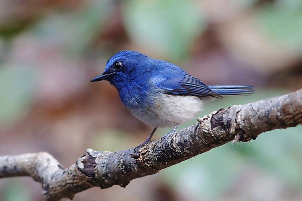 포토 JPG 해외이미지 나무 동물 여자 남자 아시아 얼굴 야생동물 백그라운드 날개 자연 조류 사람없음 야외 목재 가로 초록색 파란색 컬러풀 머리 환경 나뭇가지 막대기 닫기 숲 깃털 꼬리 부리 서식지 생태학 이국적 해외202004 해외포토 식물 교육 나라 컬러 재료 모션 사람 신체부위 생태계 파일형식 이미지허브