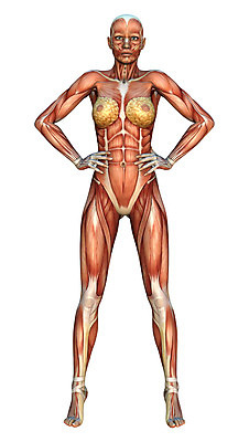 포토 JPG 해외이미지 모델 여자 과학 지도 신체 해부 근육 건강 사람 사람없음 약 흰색 생물학 근육질 고립 해외202004 해외포토 교육 컬러 의학 몸매 파일형식 이미지허브