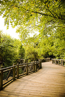 포토 JPG 해외이미지 나무 식물 계절 길 잎 자국 자연 사람없음 야외 초록색 빛 햇빛 나뭇가지 숲 광 해외202004 해외포토 컬러 태양 생태계 파일형식 이미지허브