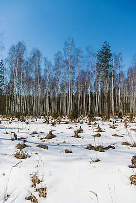 포토 JPG 해외이미지 나무 식물 구름 계절 공원 백그라운드 잎 겨울 자연 하늘 날씨 풍경 잔디 사람없음 야외 목재 파란색 빛 컬러풀 햇빛 태양 우주 환경 정원 맑음 침묵 성장 흰색 시골 숲 땅 장면 내추럴 생태학 수평선 해외202004 해외포토 자연요소 공공시설 교육 컬러 재료 소리 생태계 파일형식 이미지허브