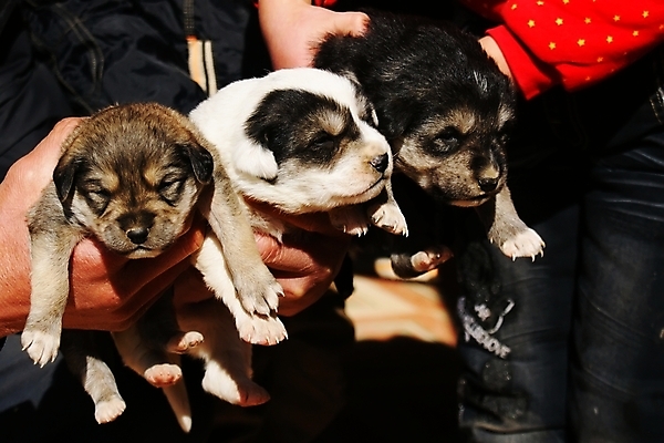 포토 JPG 해외이미지 새끼 사람없음 개 강아지 해외202004 해외포토 동물 포유류 반려동물 파일형식 이미지허브