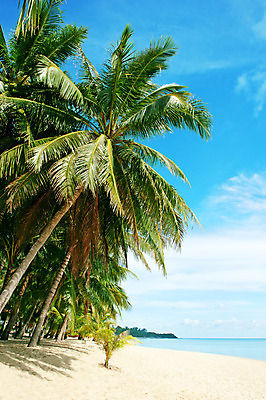 포토 JPG 해외이미지 나무 식물 구름 모래 바다 섬 여행 잎 자연 하늘 휴가 휴식 손바닥 풍경 사람없음 야외 초록색 물 여름 파란색 햇빛 태양 맑음 침묵 꿈 흰색 뜨거움 휴양지 코코넛 석호 이국적 파라다이스 해외202004 해외포토 자연요소 손 계절 컬러 컨셉 과일 날씨 소리 장소 생태계 파일형식 이미지허브