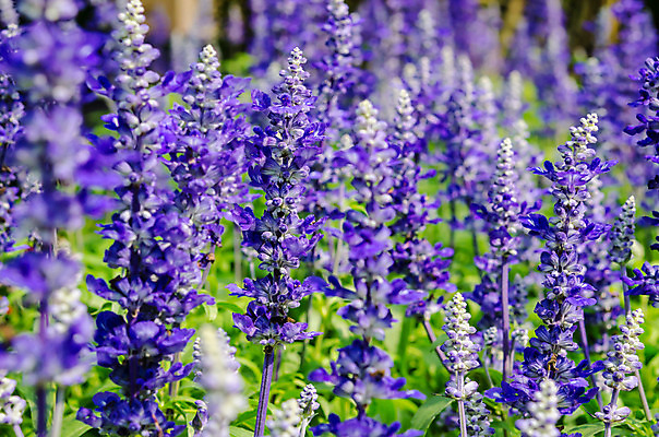 포토 JPG 해외이미지 식물 계절 꽃 백그라운드 잎 꽃무늬 밭 농업 자연 따뜻함 사람없음 초록색 파란색 햇빛 태양 정원 맑음 보라색 봄 벚꽃 신선 개화 닫기 허브 제비꽃 원예 아로마 라벤더 내추럴 동성애자 프로방스 해외202004 해외포토 자연요소 산업 컬러 무늬 모션 날씨 취미 생태계 파일형식 성소수자 이미지허브