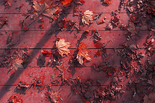 포토 JPG 해외이미지 나무 계절 백그라운드 컨셉 단풍 잎 오렌지 자연 표면 건조 풍경 사람없음 야외 목재 장식 빨간색 초록색 물 컬러풀 갈색 노란색 우주 정원 회색 가을 닫기 정상 숲 9월 11월 질감 10월 내추럴 땅바닥 옛날 해외202004 해외포토 자연요소 식물 컬러 과일 재료 모션 바닥 날짜 생태계 파일형식 이미지허브