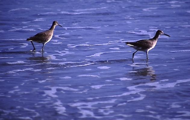 포토 JPG 해외이미지 공원 여행 자연 사람없음 미국 캘리포니아 태평양 해외202004 해외포토 공공시설 바다 북아메리카 생태계 파일형식 이미지허브