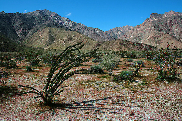 포토 JPG 해외이미지 구름 하늘 산 선인장 건조 풍경 사람없음 야외 미국 사막 뜨거움 가시 날카로움 지역 애리조나 멀리 스파이크 서쪽 해외202004 해외포토 자연요소 식물 북아메리카 방향 파일형식 이미지허브