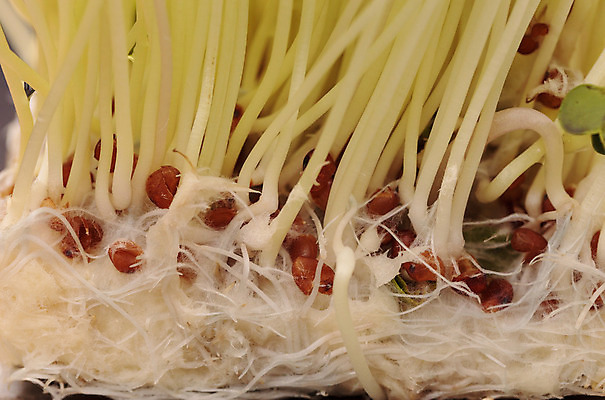 포토 JPG 해외이미지 채소 건강 사람없음 초록색 새싹 정원 샐러드 신선 유기농 내추럴 총각무 해외202004 해외포토 식물 웰빙 음식 컬러 무 파일형식 이미지허브