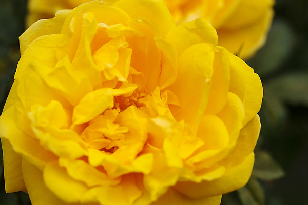 포토 JPG 해외이미지 식물 꽃잎 꽃 분홍색 꽃다발 꽃무늬 자연 사람 사람없음 빨간색 머리 봄 튤립 벚꽃 개화 우아함 확대 오브젝트 싱글 데이지 향기 꽃가루 캐모마일 해외202004 해외포토 계절 컬러 컨셉 무늬 신체부위 가루 허브 생태계 냄새 파일형식 이미지허브