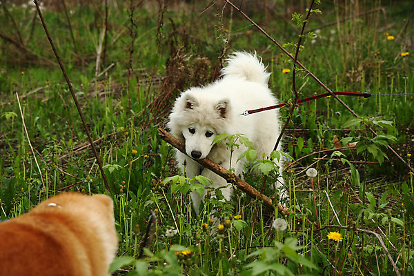 포토 JPG 해외이미지 주간 반려견 두마리 사람없음 야외 산책 나뭇가지 강아지 사모예드 해외202004 해외포토 자연요소 나무 2 휴식 반려동물 개 파일형식 이미지허브