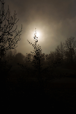 포토 JPG 해외이미지 나무 구름 계절 실루엣 백그라운드 밭 농업 오렌지 자연 하늘 아침 날씨 산 풍경 사람없음 야외 목재 초록색 여름 빛 태양 농장 우주 일출 일몰 봄 새벽 안개 시골 신선 숲 땅 속도 내추럴 뿌연 수평선 해외202004 해외포토 주간 자연요소 식물 산업 컬러 과일 재료 촬영기법 노을 생태계 파일형식 이미지허브