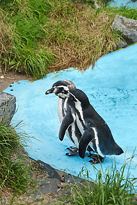 포토 JPG 해외이미지 동물 커플 야생동물 바다 자연 조류 동물원 사람없음 검은색 미국 흰색 남아메리카 남극 펭귄 남쪽 아르헨티나 내추럴 기르기 동물상 식민지 해외202004 해외포토 컬러 북아메리카 관계 아메리카 조형물 극지방 방향 생태계 돌봄 파일형식 이미지허브