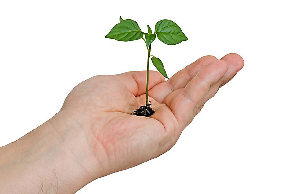 포토 JPG 해외이미지 식물 손 백그라운드 컨셉 잎 손가락 자연 손바닥 사람없음 초록색 흰색 그림 고립 해외202004 해외포토 컬러 신체부위 생태계 파일형식 이미지허브