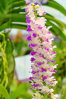 포토 JPG 해외이미지 나무 식물 디자인 꽃잎 꽃 분홍색 백그라운드 잎 꽃무늬 자연 사람없음 초록색 노란색 보라색 스파 벚꽃 흰색 신선 난초 이국적 해외202004 해외포토 컬러 무늬 생태계 파일형식 이미지허브