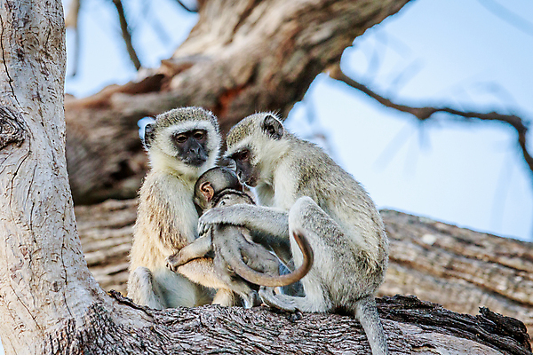 포토 JPG 해외이미지 동물 공원 야생동물 여행 포유류 가족 아프리카 자연 국립공원 사람없음 야외 환경 회색 원숭이 아기 황무지 보호 사파리 생물학 유인원 남아프리카 생태학 전국 해외202004 해외포토 공공시설 교육 나라 컬러 컨셉 관계 사람 생태계 파일형식 이미지허브