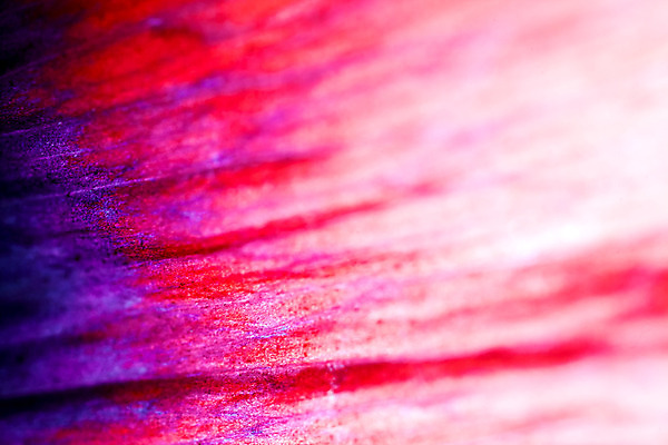 포토 JPG 해외이미지 식물 꽃잎 꽃 백그라운드 자연 벽지 추상 사람없음 컬러풀 봄 닫기 묘사 원예 꽃가루 꽃수술 해외202004 해외포토 계절 컬러 무늬 모션 취미 가루 생태계 파일형식 이미지허브