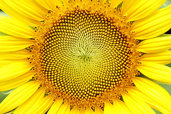 포토 JPG 해외이미지 식물 꽃잎 꽃 밭 농업 자연 해바라기 사람없음 농장 노란색 수확 성장 개화 장면 내추럴 해외202004 해외포토 산업 컬러 생태계 파일형식 이미지허브