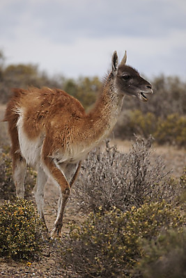 포토 JPG 해외이미지 동물 야생동물 포유류 자연 초식동물 사람없음 미국 남아메리카 아르헨티나 동물상 해외202004 해외포토 북아메리카 아메리카 조형물 생태계 파일형식 이미지허브