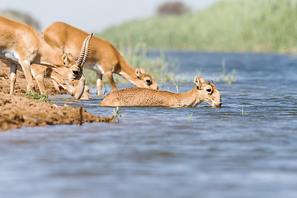 포토 JPG 해외이미지 동물 야생동물 어린이 포유류 자연 아침 수영장 뿔 풍경 사람없음 반사 일출 수영 일몰 뜨거움 군중 갈증 러시아 영양 가뭄 러시아인 해외202004 해외포토 주간 서양인 유럽 날씨 사람 노을 수상스포츠 생태계 파일형식 이미지허브