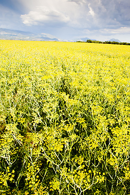 포토 JPG 해외이미지 식물 외관 꽃 유럽 밭 농업 자연 풍경 사람없음 야외 노란색 프랑스 시골 내추럴 밭일 서유럽 프로방스 해외202004 해외포토 나라 산업 컬러 생태계 파일형식 이미지허브