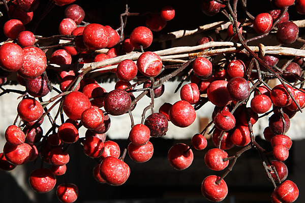 포토 JPG 해외이미지 식물 열매 백그라운드 과일 자연 사람없음 빨간색 여름 빛 나뭇가지 닫기 그리스 내추럴 해외202004 해외포토 나무 계절 유럽 컬러 모션 생태계 파일형식 이미지허브
