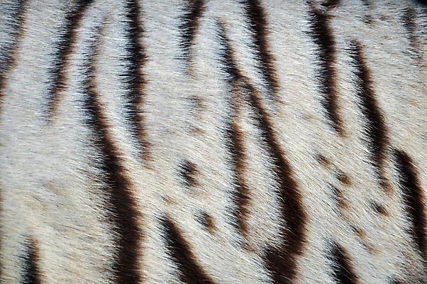 포토 JPG 해외이미지 동물 디자인 아시아 야생동물 백그라운드 패턴 오렌지 자연 벽지 추상 털 사람없음 장식 검은색 고양이 줄무늬 흰색 화려 호랑이 피부 질감 진짜 스타일 해외202004 해외포토 나라 컬러 컨셉 무늬 과일 포유류 신체부위 반려동물 생태계 파일형식 이미지허브