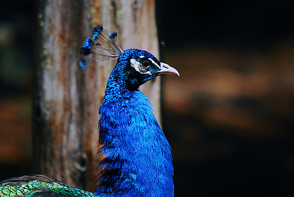 포토 JPG 해외이미지 야생동물 자연 조류 사람없음 초록색 파란색 컬러풀 공작 인도인 깃털 해외202004 해외포토 외국인 동물 컬러 동양인 생태계 파일형식 이미지허브