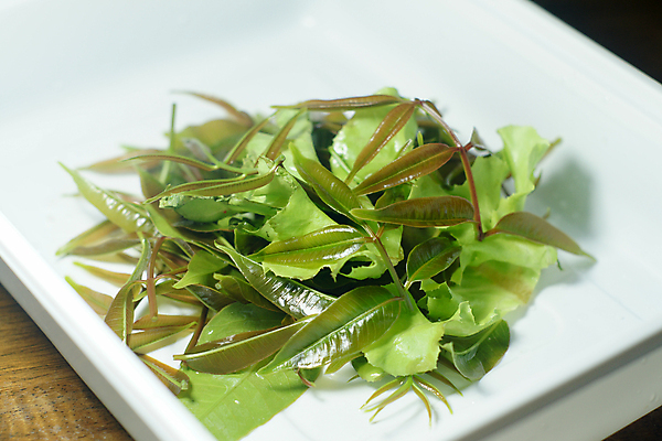 포토 JPG 해외이미지 식물 잡화 산업 음식 잎 농업 다이어트 채소 과일 재료 건강 요리 사람없음 초록색 여름 세트 정원 식사 활발 샐러드 젖음 수확 흰색 신선 그룹 몸무게 자르기 다발 먹기 허브 보따리 유기농 올리브 광택 칼로리 섬유 내추럴 스페인어 채식주의자 해외202004 해외포토 웰빙 계절 열매 컬러 컨셉 모션 직물 채식 파일형식 이미지허브