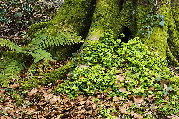 포토 JPG 해외이미지 나무 잎 새로움 이끼 사람없음 목재 초록색 갈색 희망 봄 성장 신선 숲 묘사 나무껍질 아이비 삼림지대 양치류 해외202004 해외포토 식물 계절 감정 컬러 컨셉 재료 껍질 파일형식 이미지허브