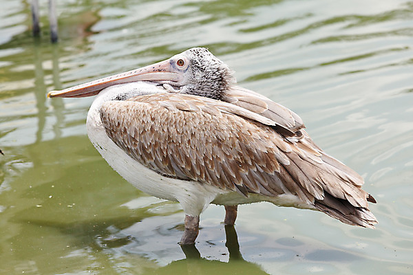 포토 JPG 해외이미지 동물 1 공원 호수 야생동물 모래 바다 분홍색 포유류 자연 조류 하늘 낚시 사슴 잉글랜드 생물 뿔 동물원 서기 사람없음 야외 물 파란색 갈색 노란색 검은색 수영 흰색 호주 큼 펠리컨 깃털 부리 동쪽 계산서 내추럴 고립 무료 해외202004 해외포토 자연요소 공공시설 컬러 모션 레저 영국 수상스포츠 오세아니아 크기 방향 생태계 파일형식 이미지허브