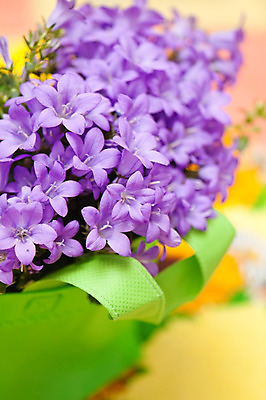 포토 JPG 해외이미지 식물 꽃잎 꽃 꽃다발 백그라운드 꽃무늬 자연 사람없음 야외 장식 초록색 컬러풀 정원 보라색 봄 성장 시골 침대 개화 숲 5월 다발 순수 향기 라일락 분재 블루벨 블루스 영원 캄파눌라 많음 해외202004 해외포토 나무 계절 컬러 가구 컨셉 무늬 날짜 생태계 냄새 파일형식 이미지허브