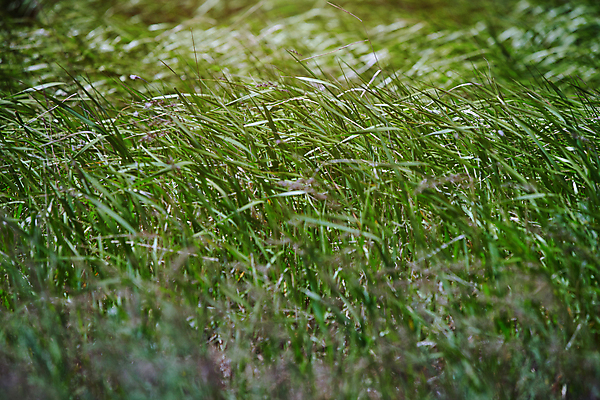 포토 JPG 해외이미지 식물 백그라운드 컨셉 패턴 밭 농업 자연 바람 추상 갈대 사람없음 야외 초록색 햇빛 봄 신선 천진난만 평야 해외202004 해외포토 자연요소 계절 산업 컬러 무늬 날씨 태양 생태계 파일형식 이미지허브