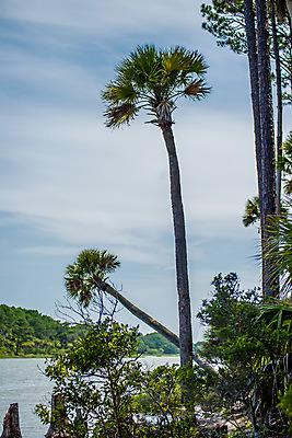 포토 JPG 해외이미지 나무 바다 자연 날씨 휴가 사람없음 목재 야자수 일출 황무지 숲 당구 생태계 해일 해외202004 해외포토 식물 재료 구기 노을 자연재해 파일형식 이미지허브
