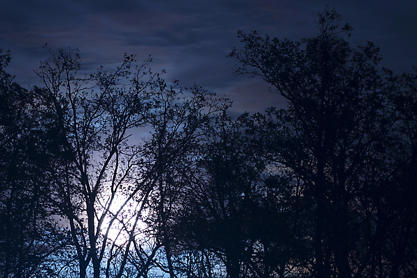포토 JPG 해외이미지 나무 계절 실루엣 별 백그라운드 자연 하늘 풍경 사람없음 파란색 빛 우주 검은색 어둠 새벽 할로윈 달 나뭇가지 야간 숲 신비 무서움 달빛 가득함 장면 고딕 뿌연 해외202004 해외포토 자연요소 식물 감정 컬러 컨셉 촬영기법 생태계 파일형식 이미지허브