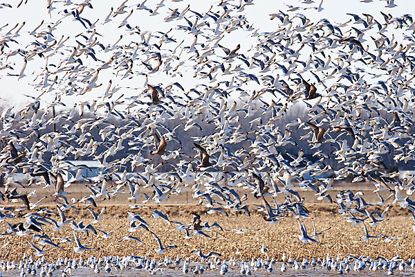 포토 JPG 해외이미지 동물 야생동물 바다 포즈 모션 자연 갈매기 조류 하늘 낚시 사람없음 물 파란색 평화 검은색 펼침 자유 흰색 비행 그룹 우아함 닫기 습지 깃털 질감 덩어리 내추럴 무료 수평선 해외202004 해외포토 자연요소 컬러 컨셉 레저 생태계 파일형식 이미지허브