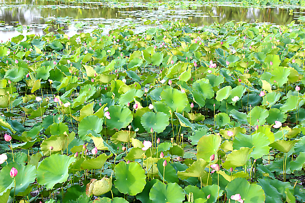 포토 JPG 해외이미지 식물 꽃 분홍색 백그라운드 잎 자연 연꽃 사람없음 초록색 물 여름 젖음 벚꽃 흰색 연못 인도인 신성 내추럴 해외202004 해외포토 자연요소 외국인 계절 컬러 동양인 생태계 파일형식 이미지허브
