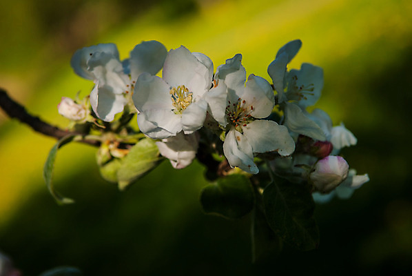 포토 JPG 해외이미지 나무 꽃 분홍색 사람없음 초록색 파란색 빛 봄 흰색 사과 부드러움 해외202004 해외포토 식물 계절 컬러 과일 감각 파일형식 이미지허브